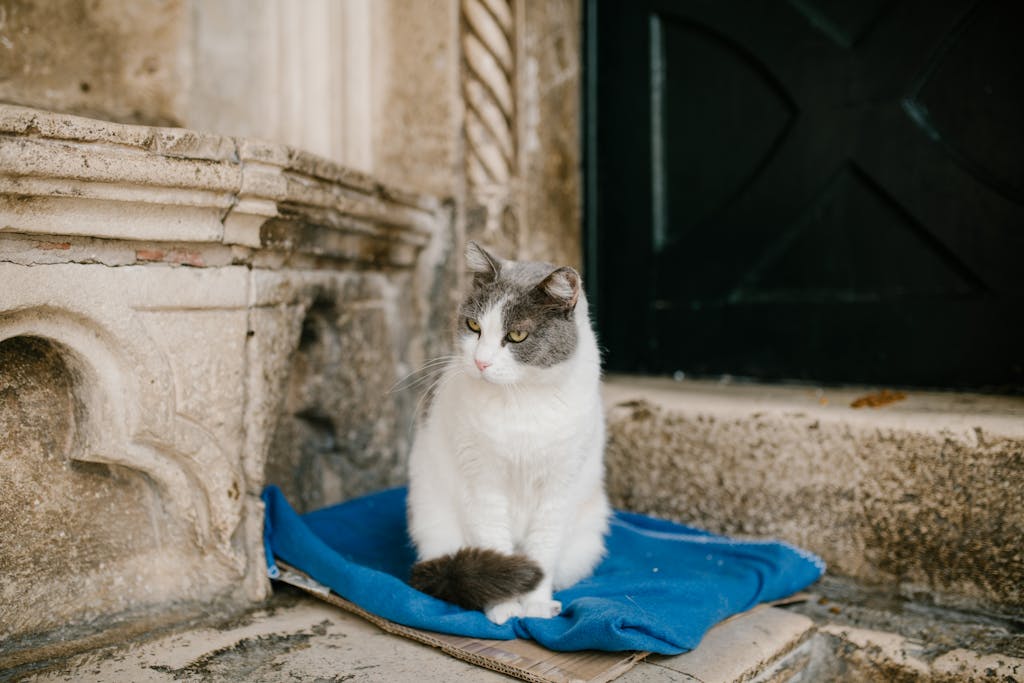 A charming cat rests peacefully on a blue blanket against a weathered stone backdrop in Dubrovnik, Croatia.