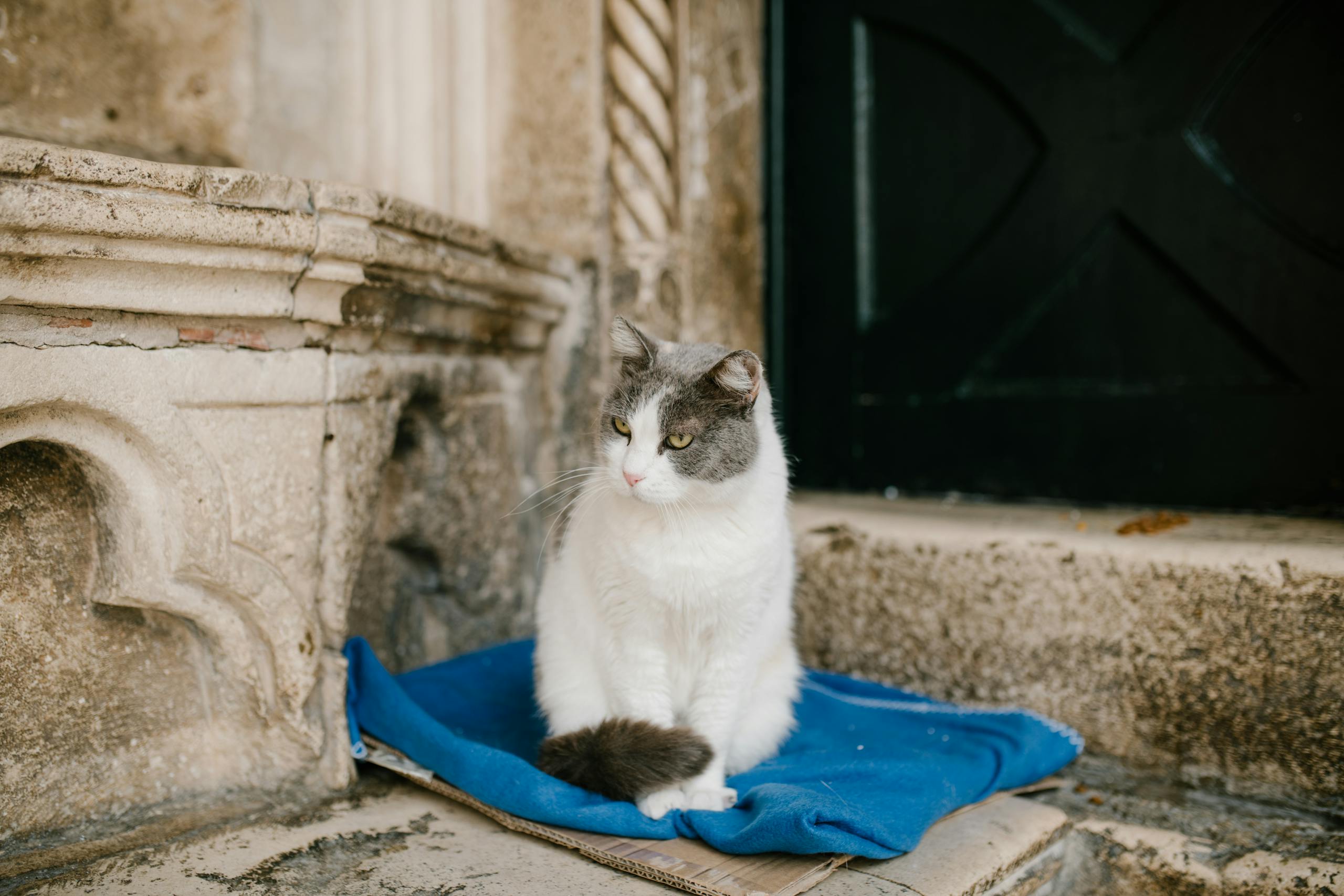 A charming cat rests peacefully on a blue blanket against a weathered stone backdrop in Dubrovnik, Croatia.